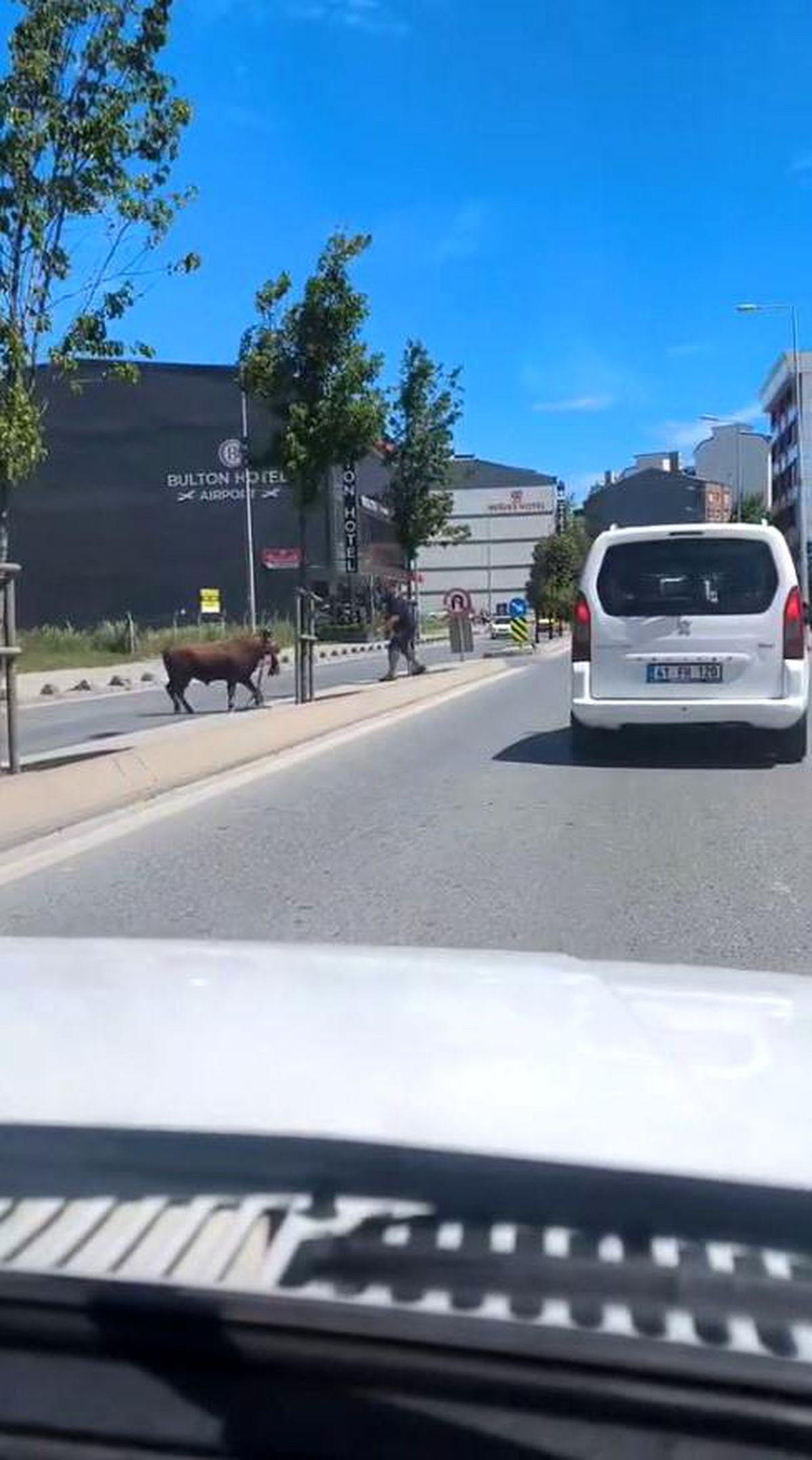 Arnavutköy\'de Kaçan Kurbanlık Dana Paniğe Neden Oldu