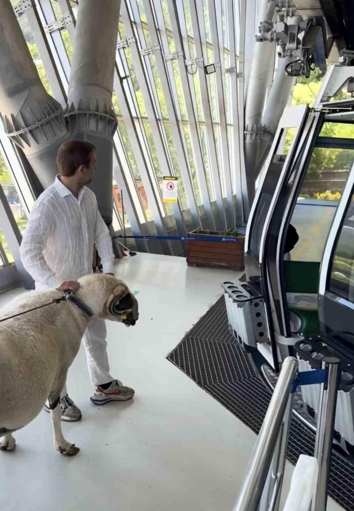 Kurban Koçu Teleferikle Uludağ\'a Çıktı