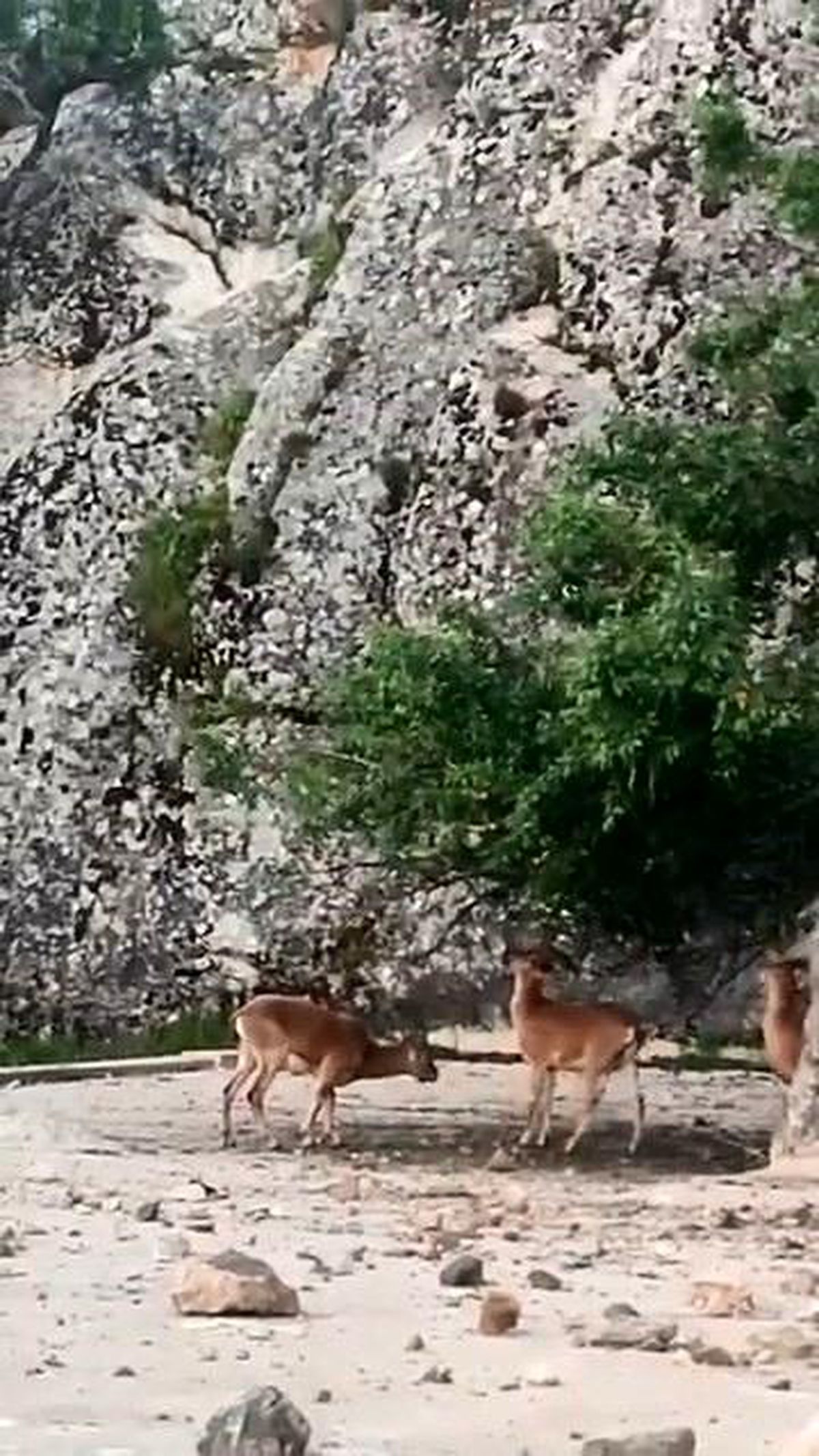 Dağ Keçileri Harput\'ta Görüntülendi