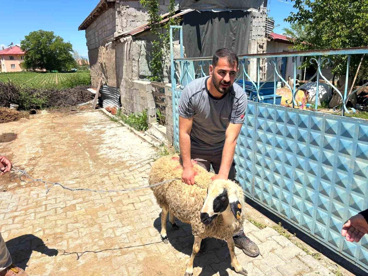 Kurbanlık Koyun 1 Saat Kaçtı