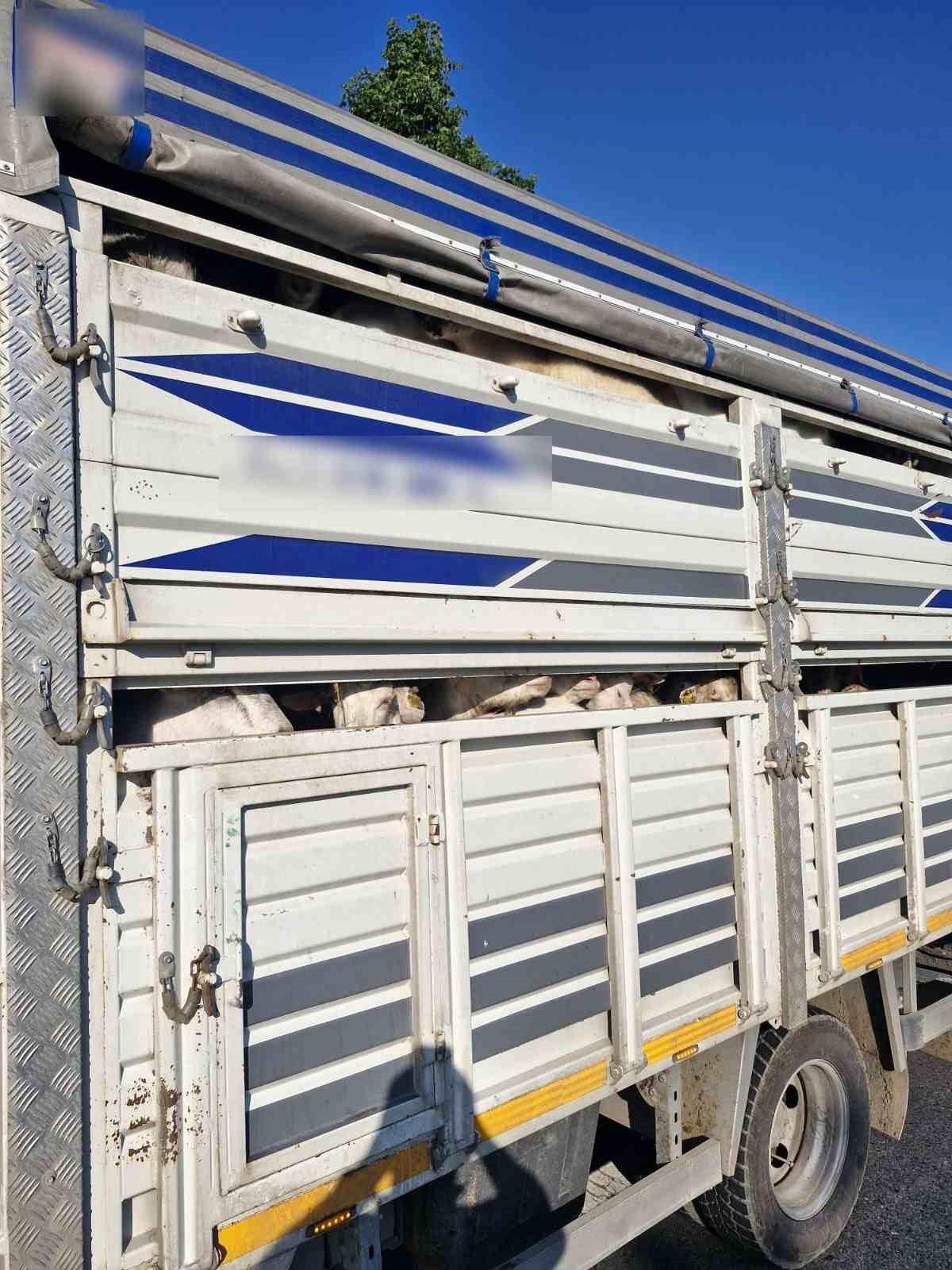 İstanbul\'da Kaçak Kurbanlık Operasyonu: 126 Hayvan Ele Geçirildi