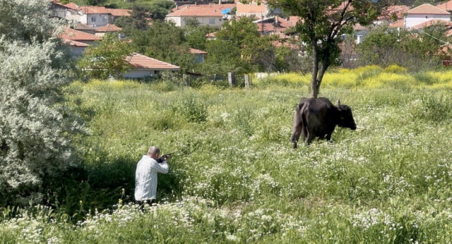 Çorum'da Kaçan Kurbanlık Kaosu