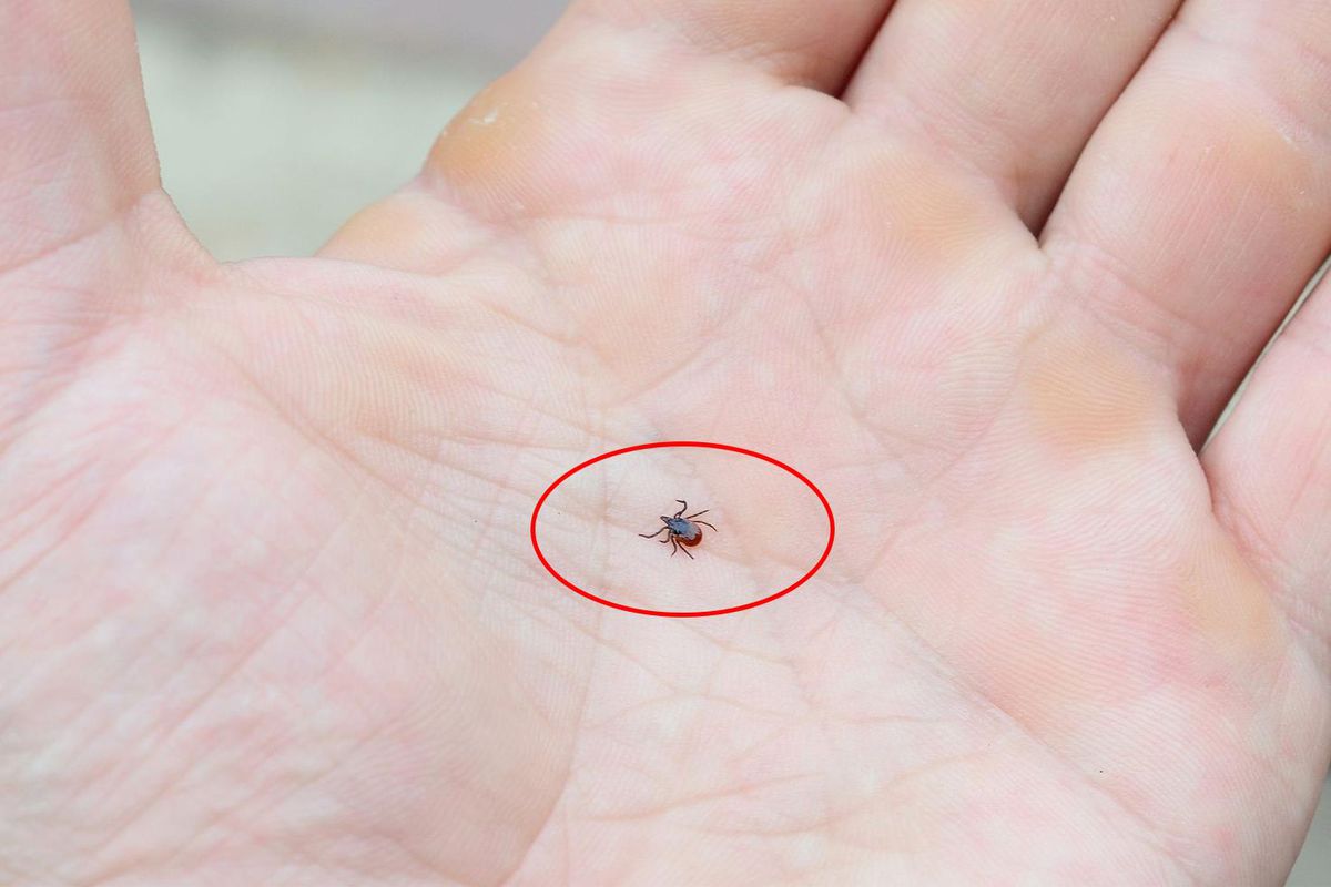 Kene popülasyonu arttı, uzmanlar tedbir çağrısı yaptı