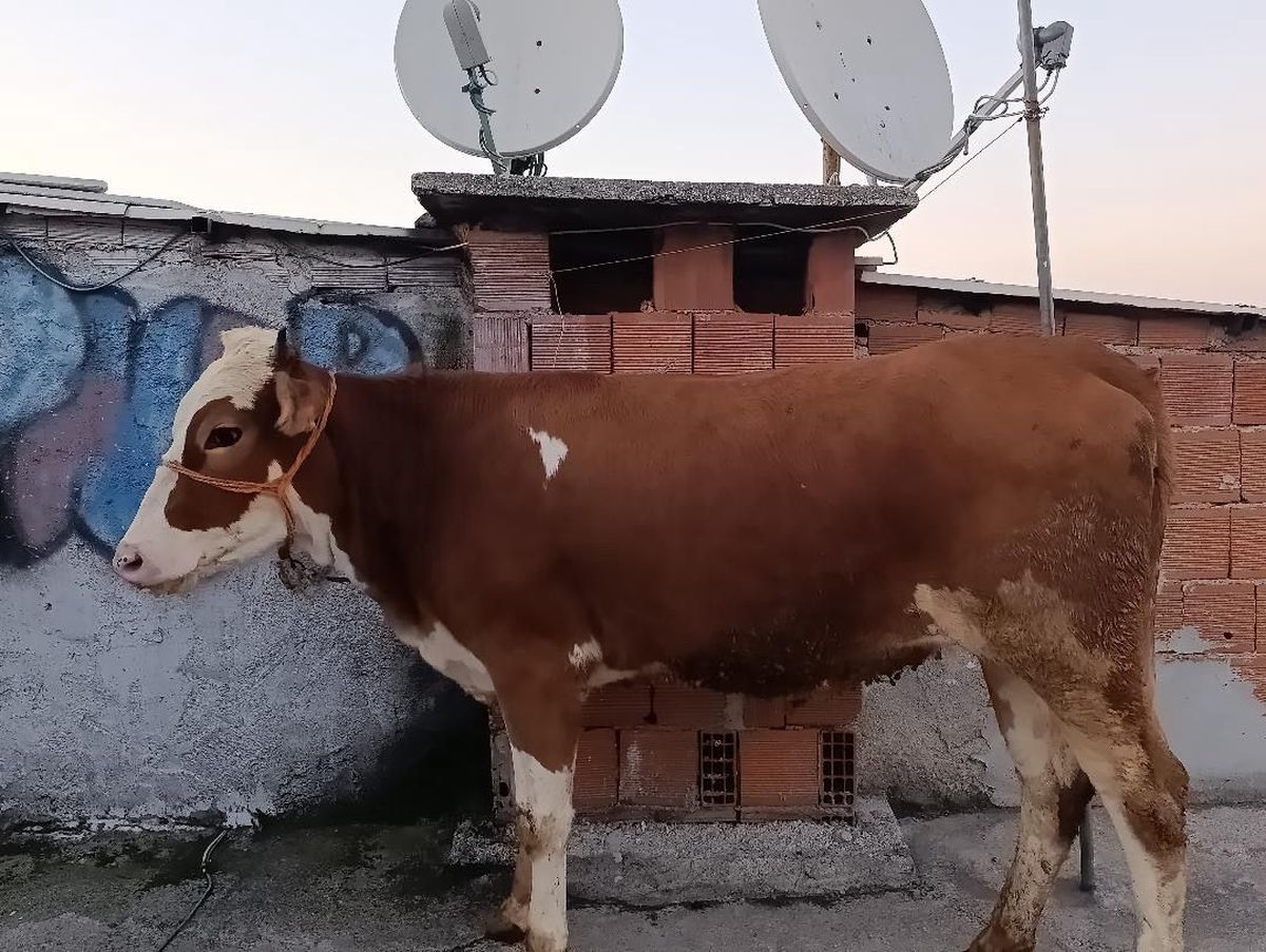 Bursa\'da Kurbanlık Boğa Bina Terasına Çıktı