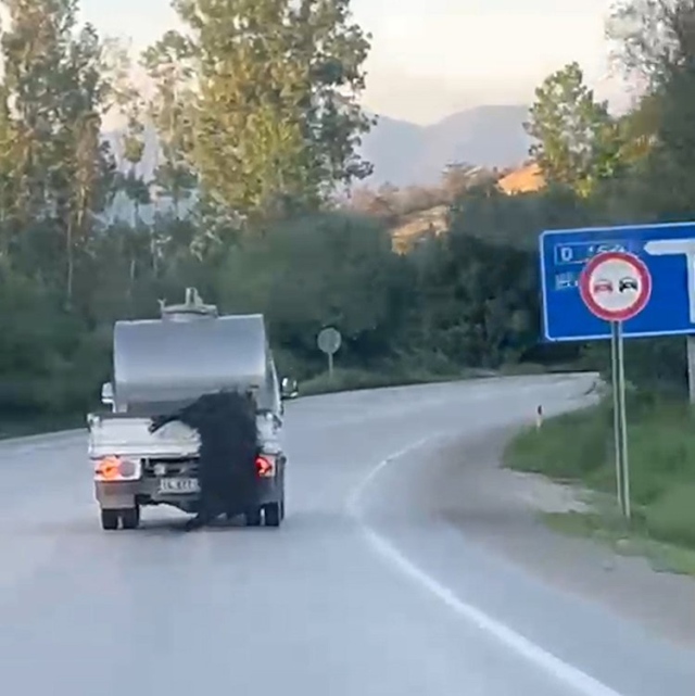 Kurbanlık hayvana vicdanları sızlatan muamele! Görenler Bakan Çiftçi'yi etiketledi
