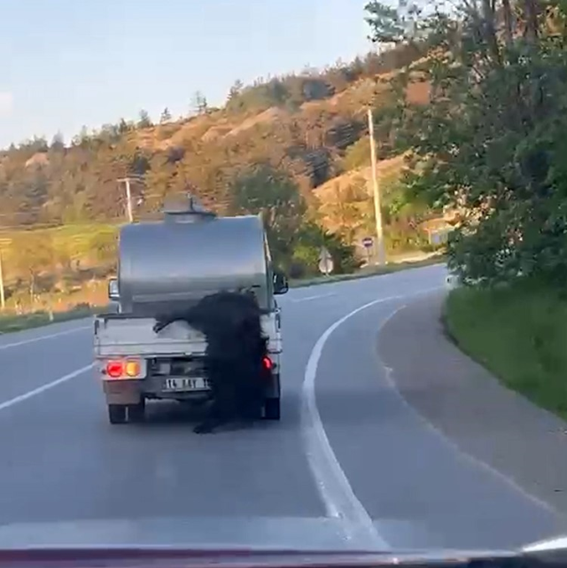 Kurbanlık hayvana vicdanları sızlatan muamele! Görenler Bakan Çiftçi'yi etiketledi