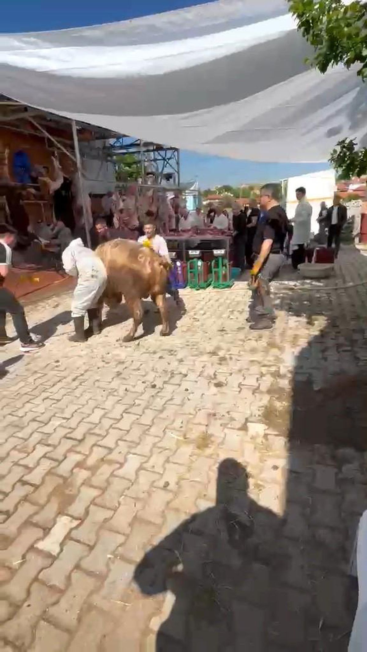 Kütahya\'da Kurbanlık Tosun Kaçtı
