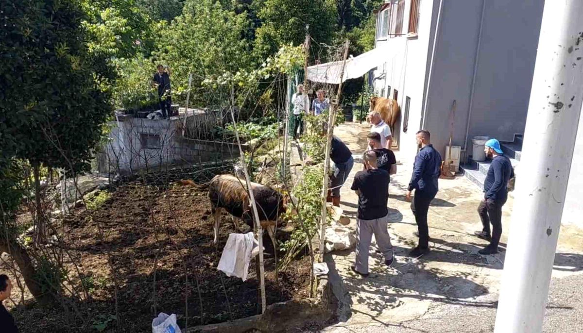 Rize\'de kaçan kurbanlık sahiplerine zor anlar yaşattı