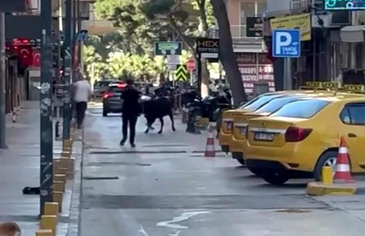 Kurbanlık Dana Kaçtı, Polis Zor Anlar Yaşadı