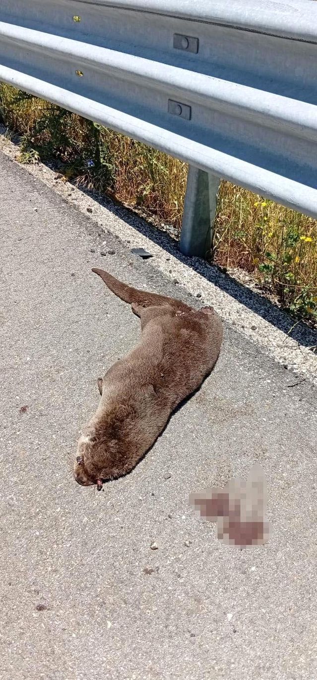 Siverek'te Ölü Su Samuru Bulundu