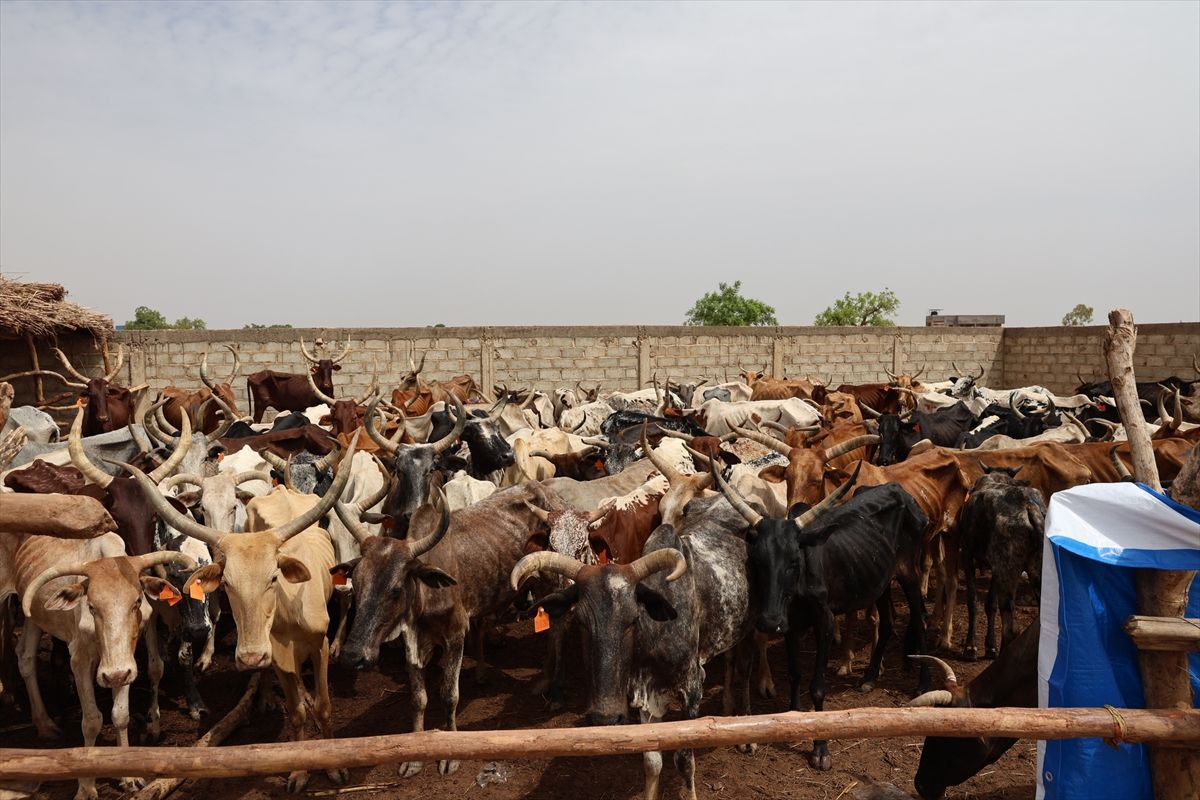 TDV Burkina Faso\'da Kurban Kesimine başladı