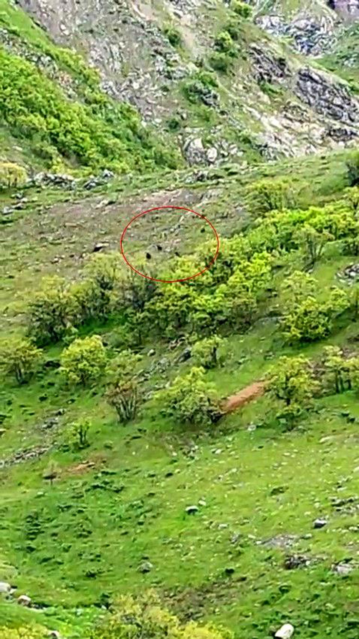 Nazımiye\'de 10 Ayı Görüntülendi