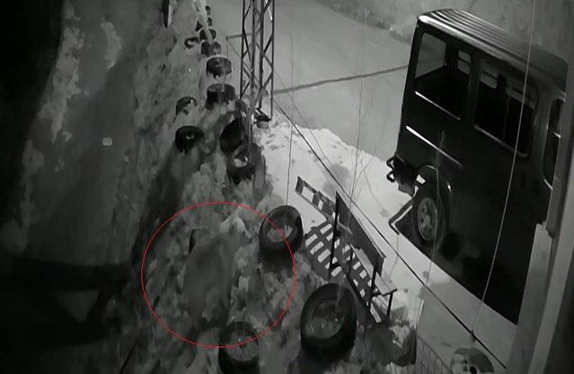 Bayburt'ta Ayı Güvenlik Kamerasında