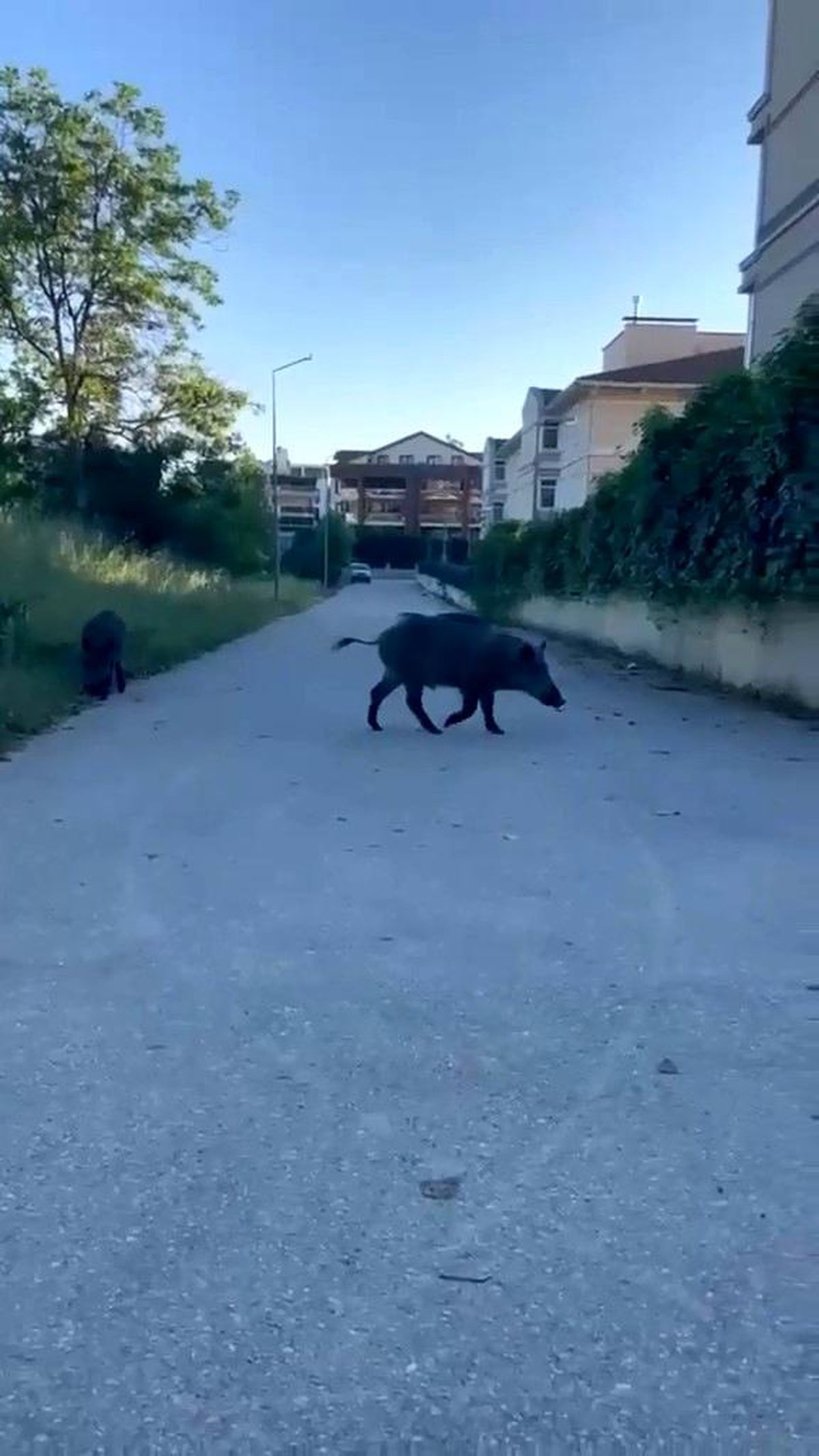 Bursa\'da Aç Kalan Domuzlar Yerleşimde Yiyecek Aradı