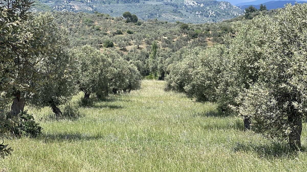 Zeytin Bahçelerinde Yangın Önlemi