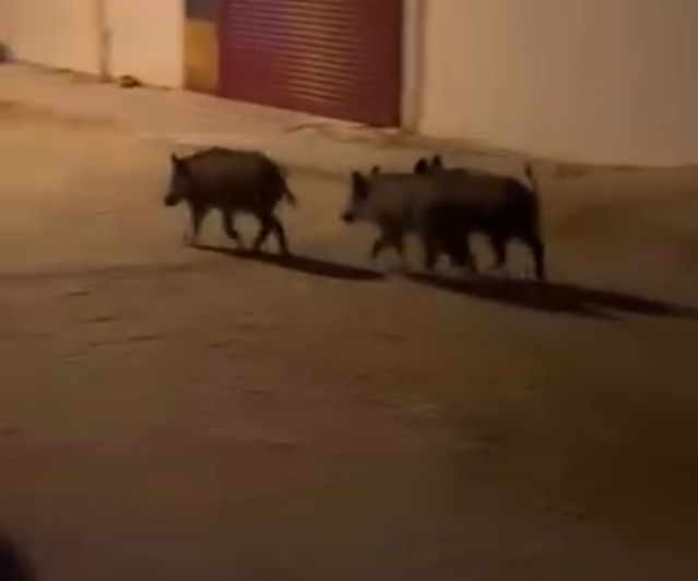 Yaban Domuzları Mahallede Görüntülendi