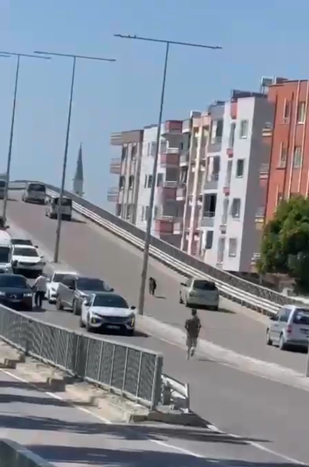 Kaçan Kurbanlık Keçi Trafikte Kaos Yarattı