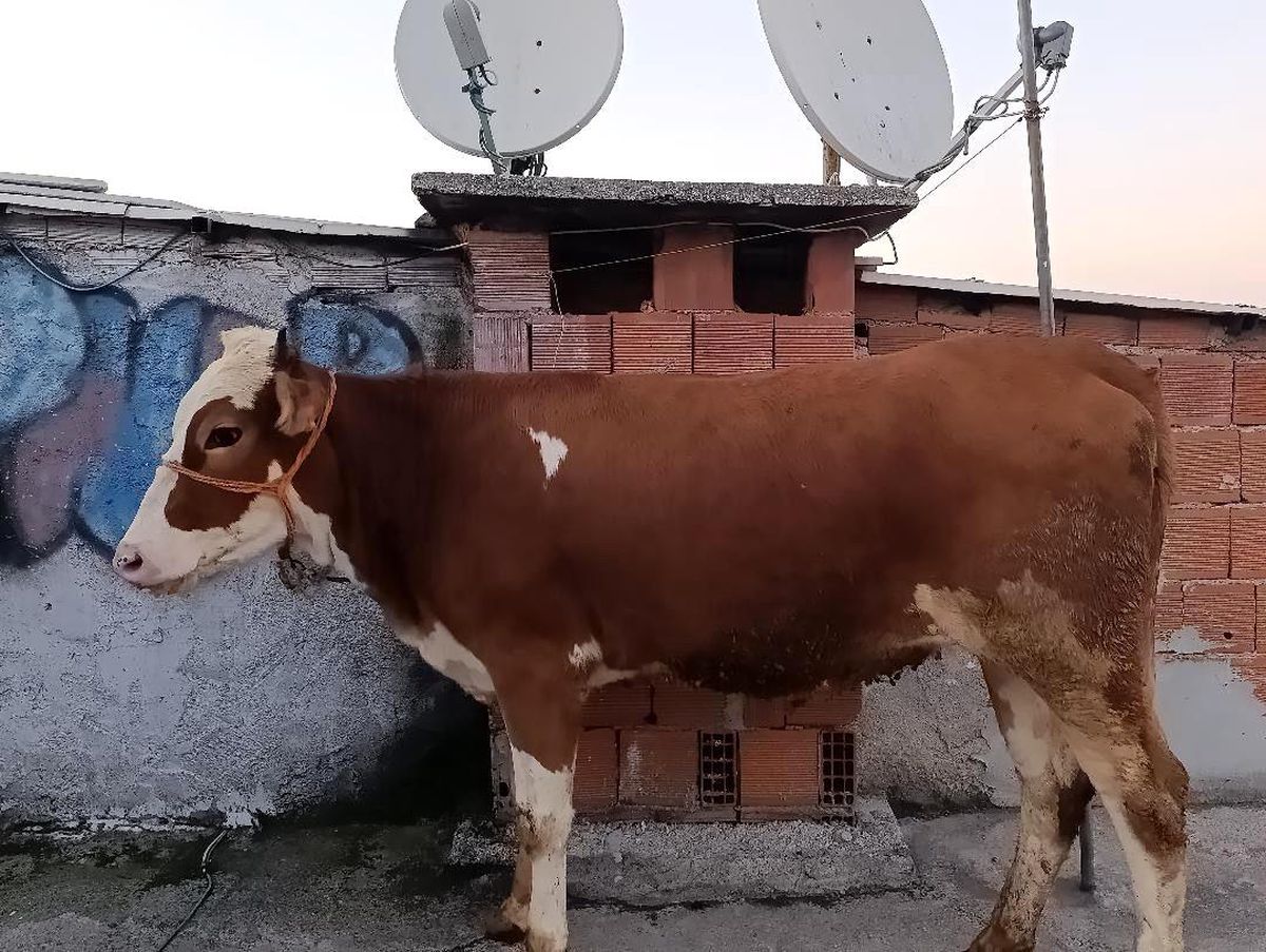 Bursa\'da Kurbanlık Hayvan 6. Kata Çıkartıldı