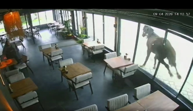 Samsun'da ilginç olay: Yılkı atı kafeye çifte attı