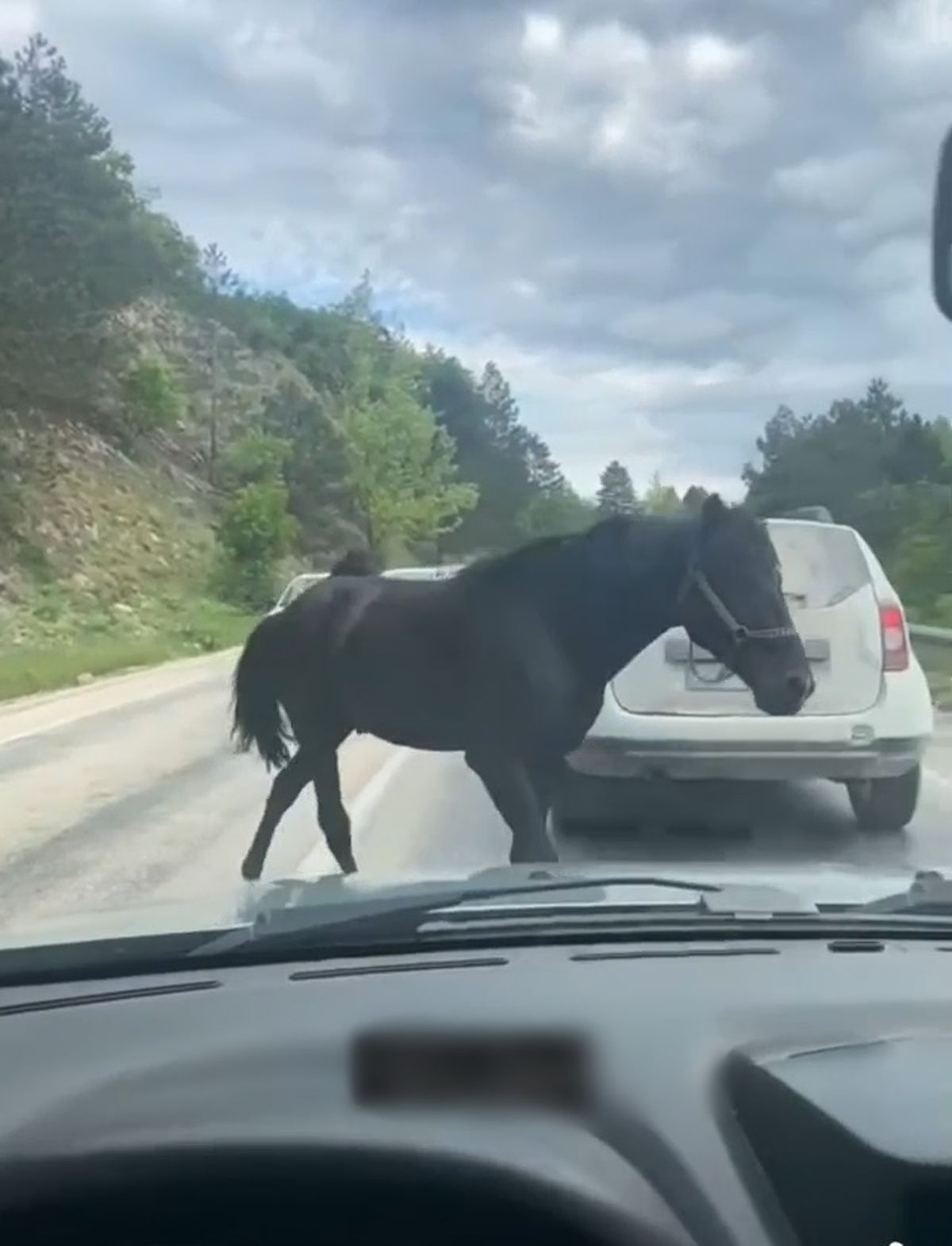Bursa\'da Trafikte İki Başboş At