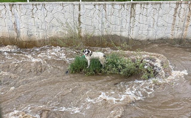 Köpek İtfaiye Erini Isırdı, Kurtarıldı