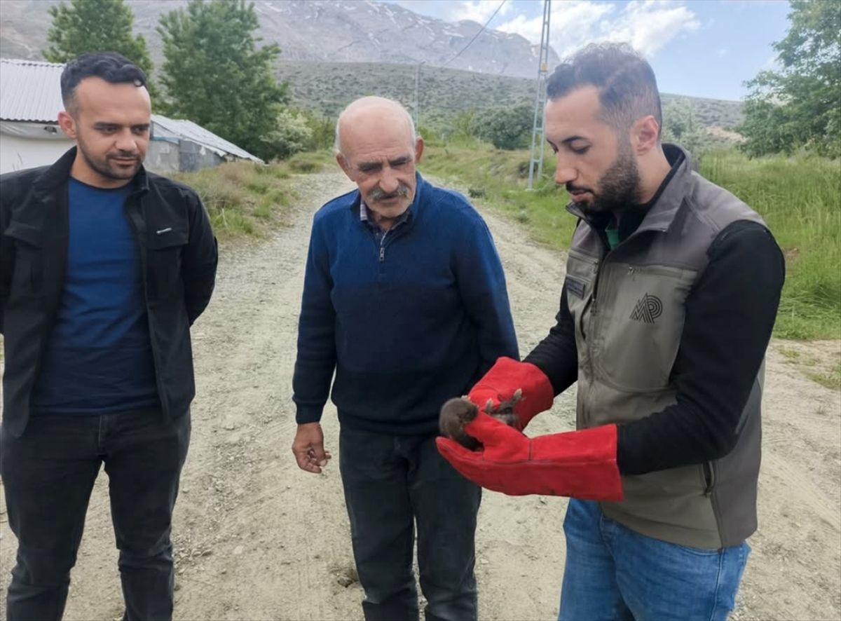 Malatya\'da Yavru Sansar Koruma Altına Alındı