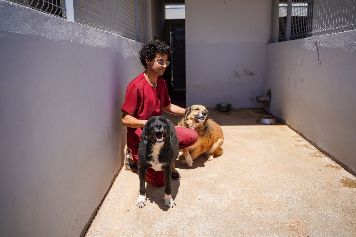 Engelli Köpek Paytak Yeni Yuva Bekliyor