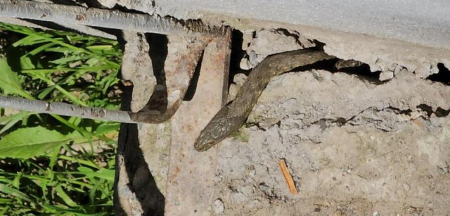Evi 3 metrelik yılanlar bastı! Geceleri uyku uyuyamıyorlar