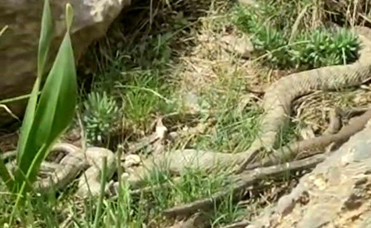 Hakkari\'de Nadir Engerek Yılanı Görüldü
