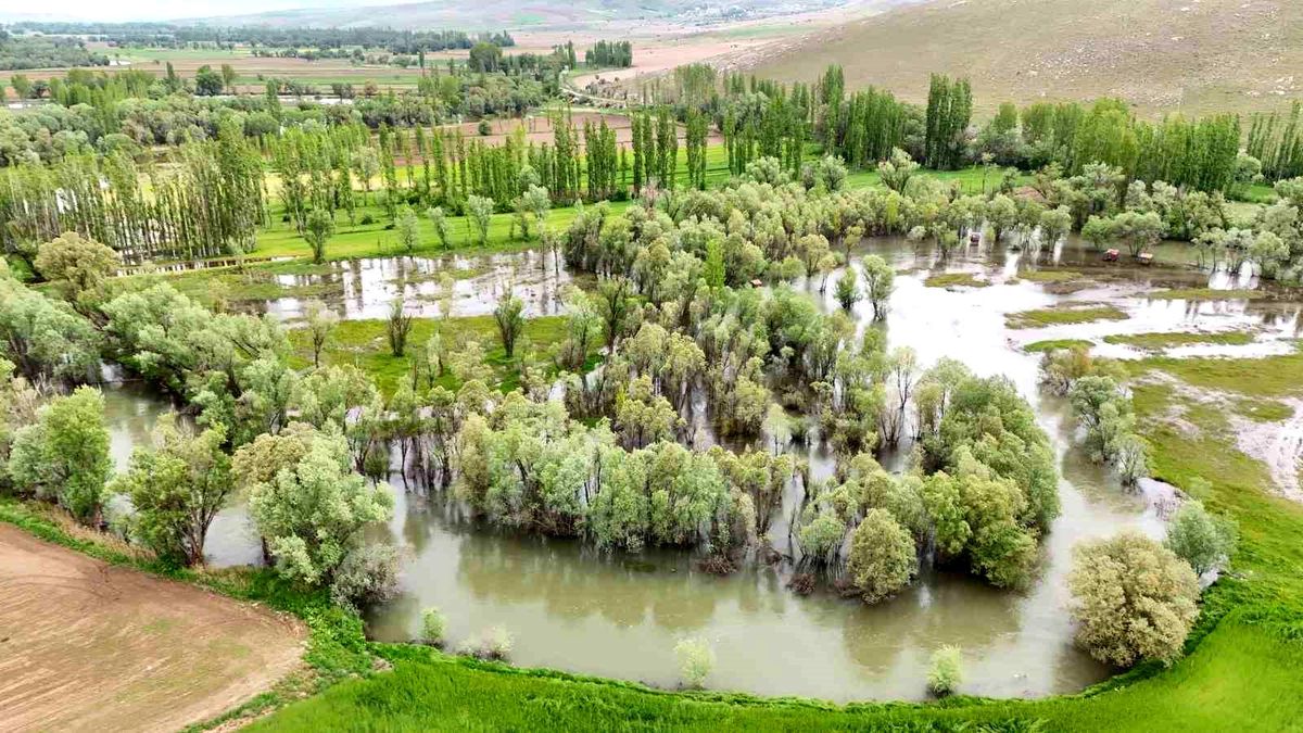 Kano Sezonu Başlamadı