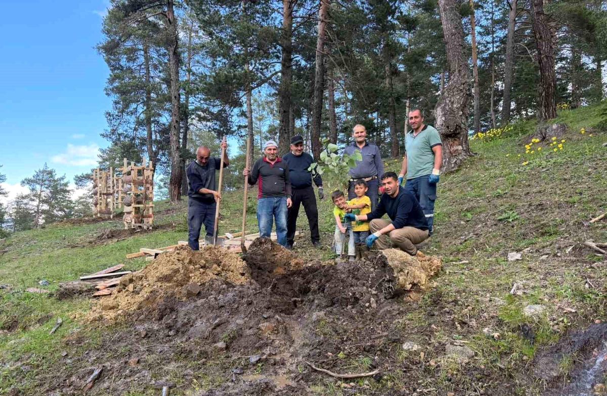 Çandır Köyü\'nden Örnek Proje: 600 Ihlamur Fidanı