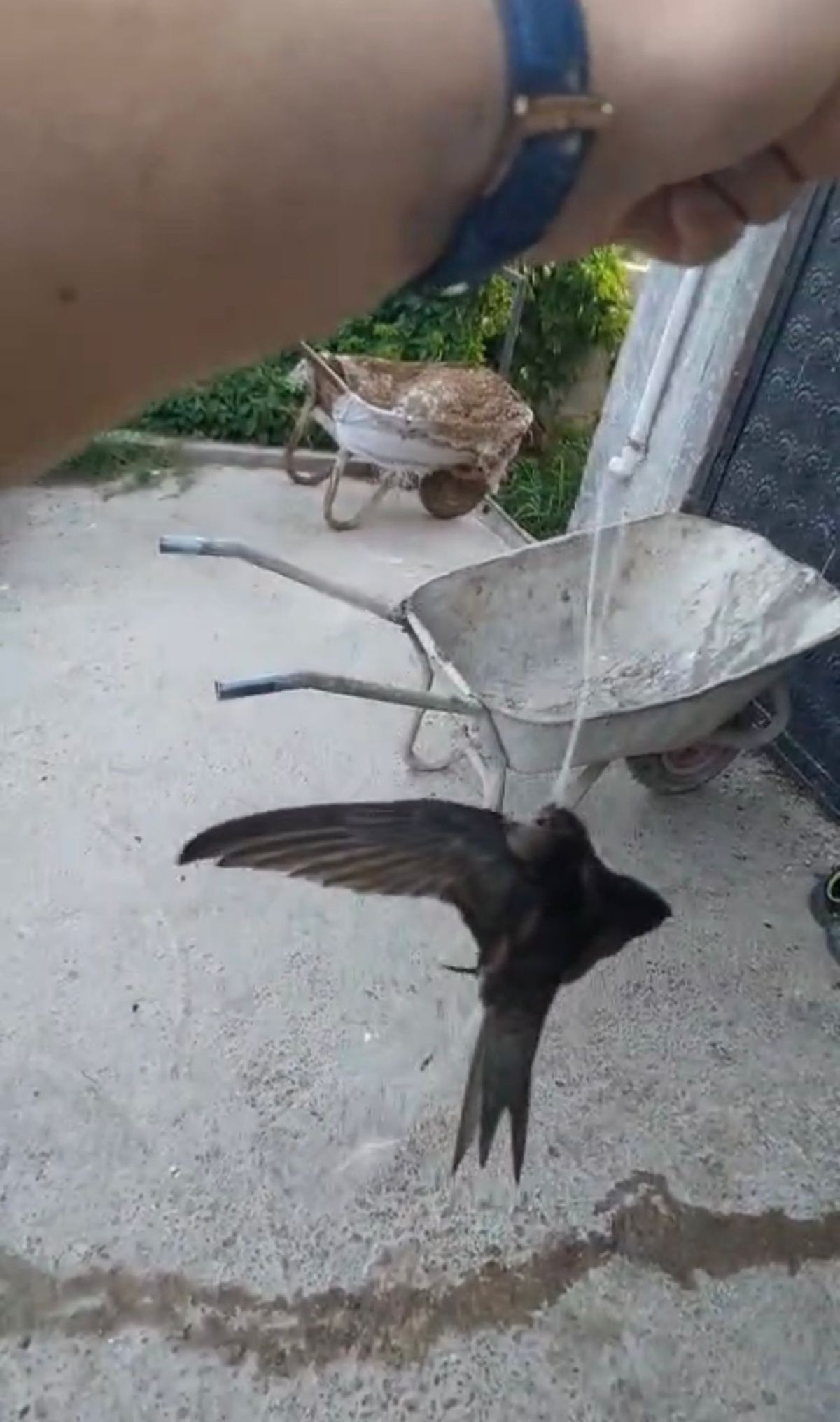 Besici, İpe Dolaşan Ebabili Kurtardı
