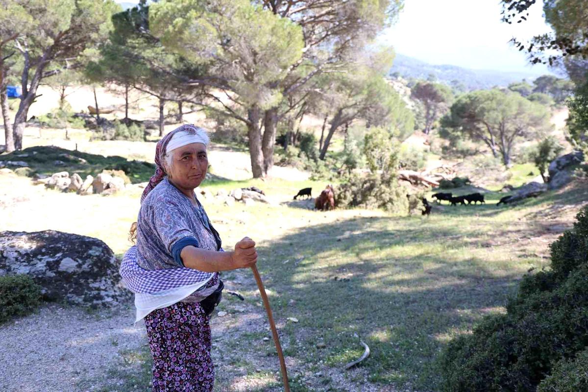 Çobanlık Unutuluyor: Beşparmak Dağları\'nda Yaşlı Çobanlar