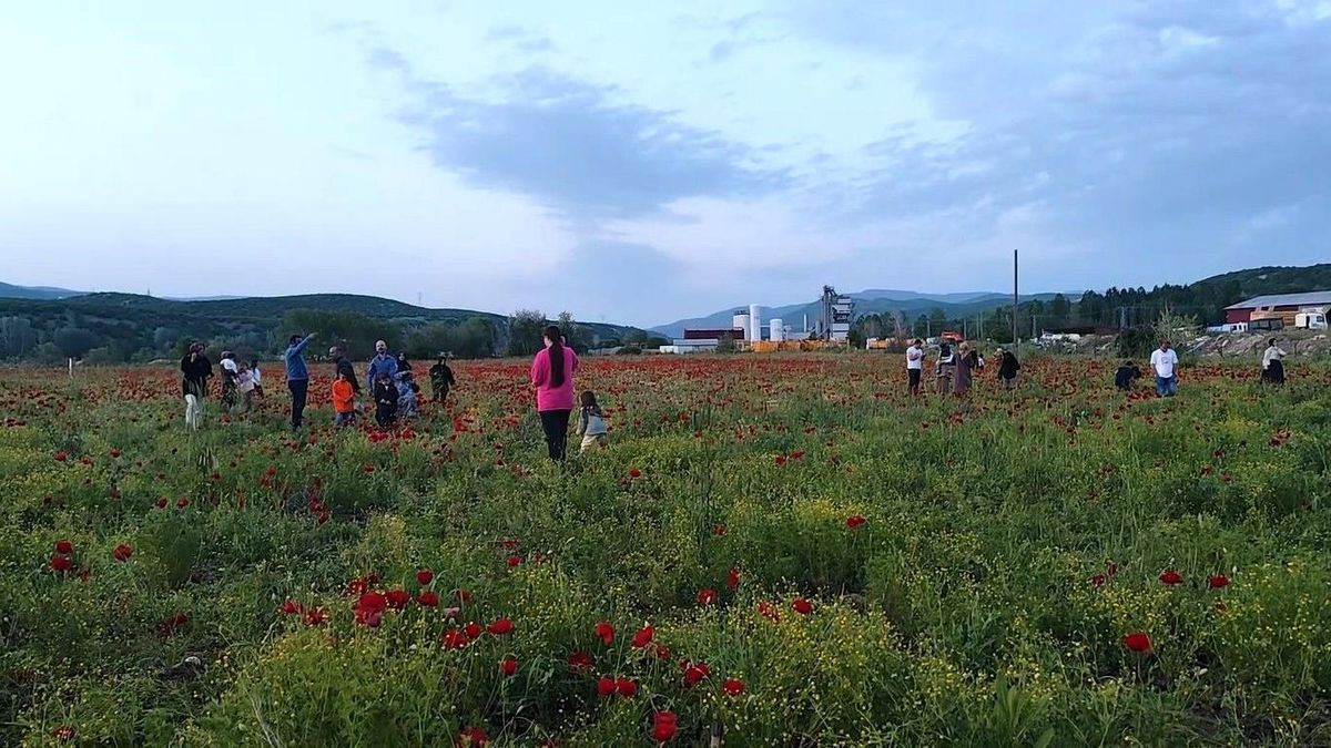 Bingöl\'de Gelincik Tarlası İlgi Odağı