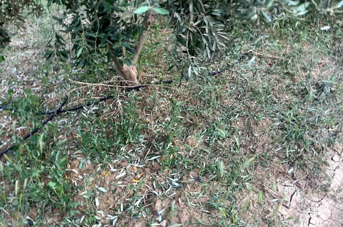 Mersin\'de Dolu Hasara Yol Açtı