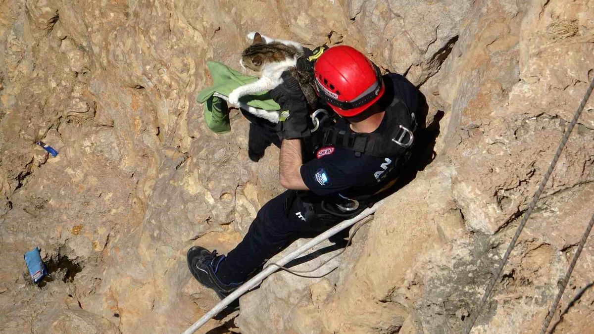 Falezlerde mahsur kalan kedi, itfaiyenin 1 saatlik çalışmasıyla kurtarıldı