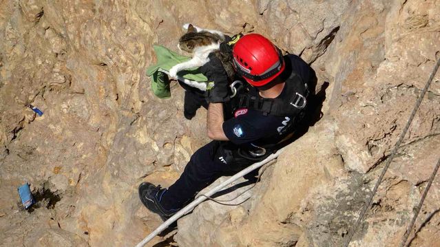 Falezlerde mahsur kalan kedi, itfaiyenin 1 saatlik çalışmasıyla kurtarıldı