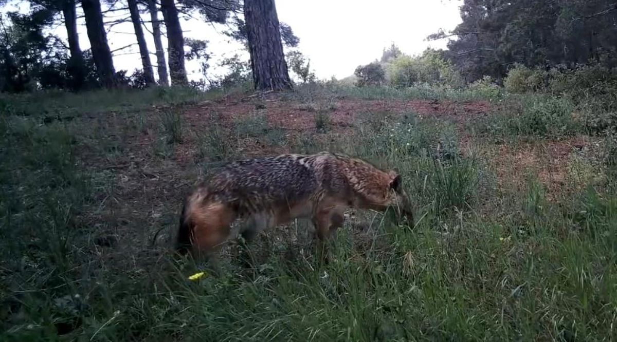 Ganos Dağları\'nda Yaban Hayat Görüntülendi