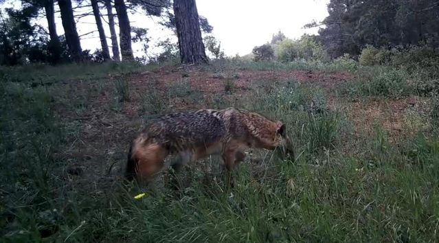 Ganos Dağları'nda Yaban Hayat Görüntülendi