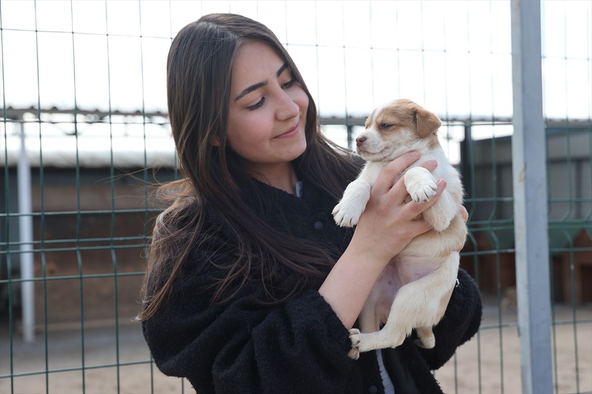 Nevşehir\'de 150 Köpek Sahiplendirildi