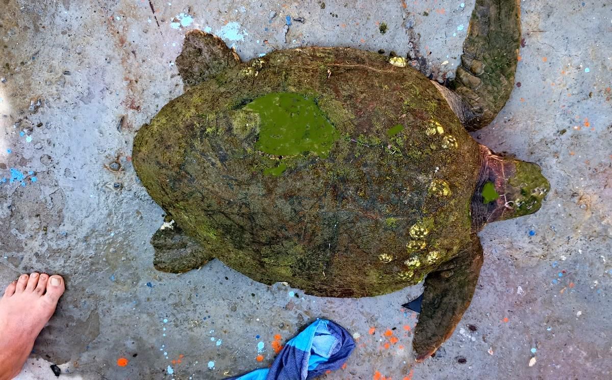 Yaralı Caretta Caretta İçin Seferberlik