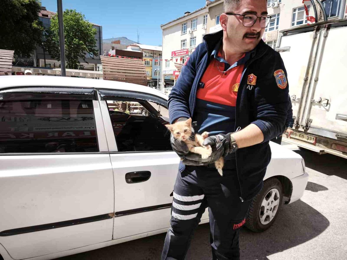 Yavru kediyi kurtarmak için iki operasyon