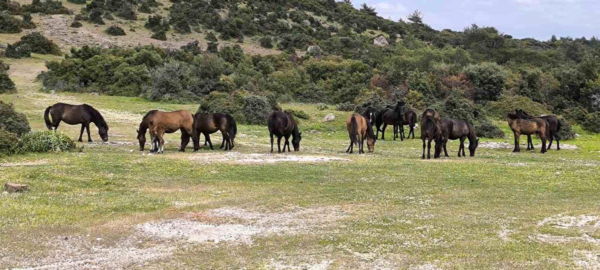 Yılkı Atları Çiftçilerin Korkulu Rüyası
