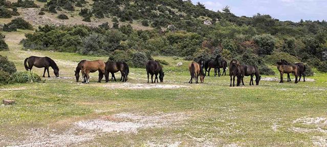 Yılkı Atları Çiftçilerin Korkulu Rüyası