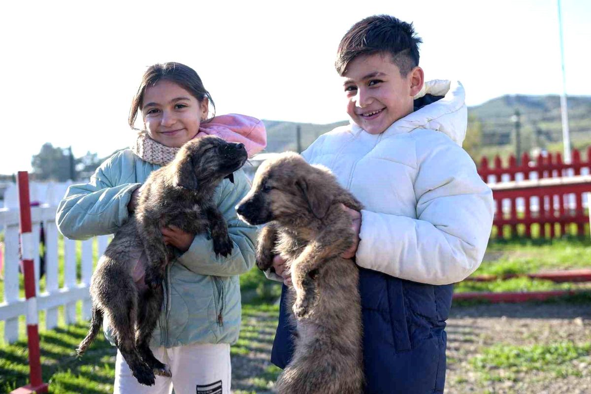 Büyükşehir\'den Dikili\'ye tam teşekküllü sokak hayvanları kampüsü