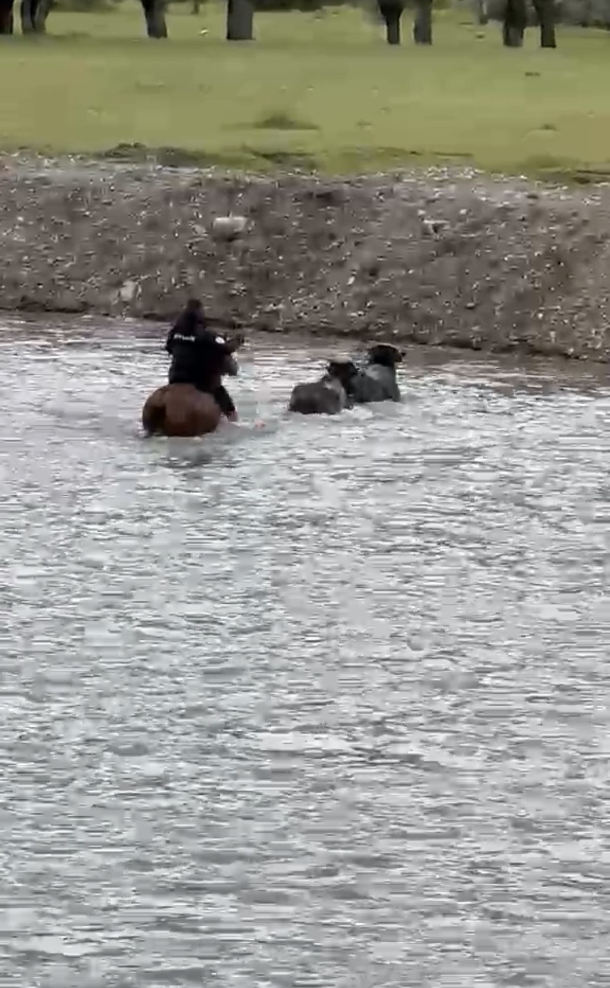 Çayda Mahsur Kalan Mandalar Kurtarıldı
