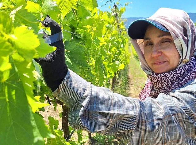 Sarıgöl'de Üzüm Üreticileri Bayram Sonrası Bağlara Döndü