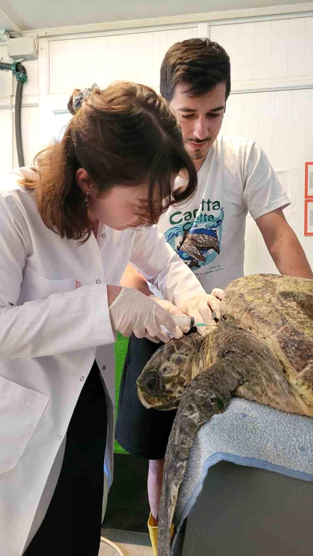 Yaralı Caretta Caretta Tedavi Altında