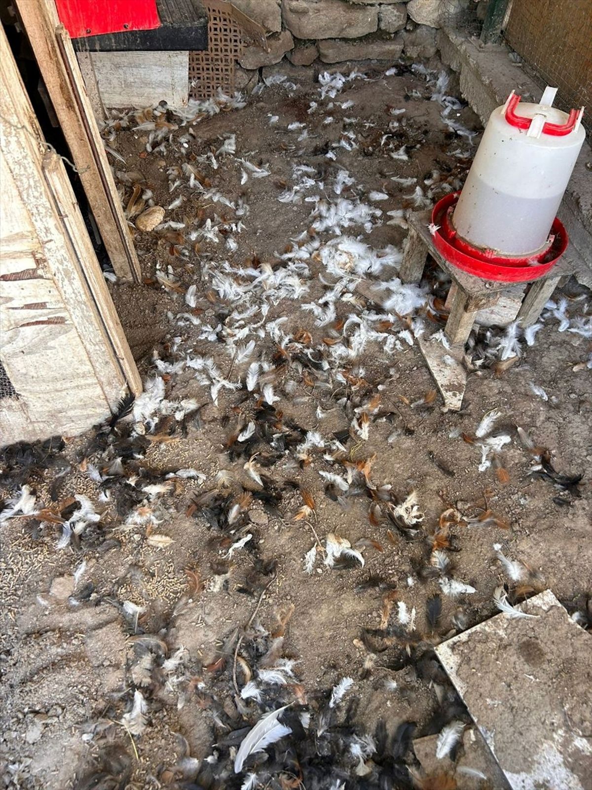 Mudanya\'da Köpekler Kümese Saldırdı