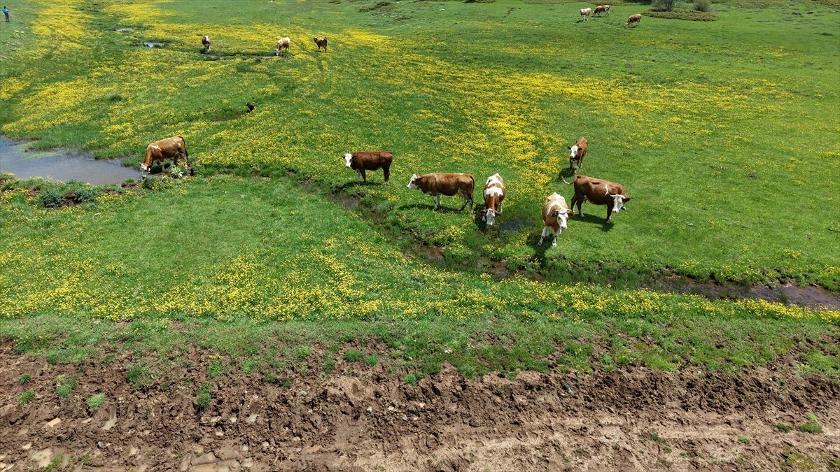 Yapraklı Yaylası\'nda Düğün Çiçekleri Açtı